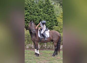 Belgijski koń gorącokrwisty Mix, Wałach, 21 lat, 158 cm, Kara