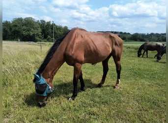 Belgijski koń gorącokrwisty, Wałach, 21 lat, 170 cm, Gniada