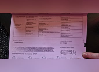 Belgijski koń gorącokrwisty, Wałach, 2 lat, 157 cm, Gniada