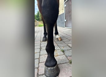Belgijski koń gorącokrwisty, Wałach, 3 lat, 154 cm, Gniada