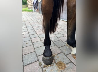 Belgijski koń gorącokrwisty, Wałach, 3 lat, 154 cm, Gniada
