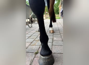 Belgijski koń gorącokrwisty, Wałach, 3 lat, 154 cm, Gniada
