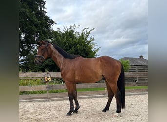 Belgijski koń gorącokrwisty, Wałach, 3 lat, 154 cm, Gniada