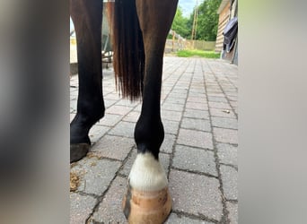 Belgijski koń gorącokrwisty, Wałach, 3 lat, 154 cm, Gniada