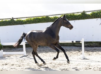 Belgijski koń gorącokrwisty, Wałach, 3 lat, 164 cm, Ciemnogniada