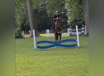 Belgijski koń gorącokrwisty, Wałach, 3 lat, 168 cm, Gniada