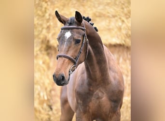 Belgijski koń gorącokrwisty, Wałach, 3 lat, 170 cm, Gniada