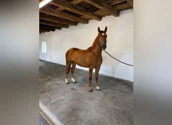 Belgijski koń gorącokrwisty, Wałach, 3 lat, 170 cm, Kasztanowata