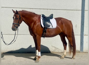 Belgijski koń gorącokrwisty, Wałach, 3 lat, 171 cm, Kasztanowata