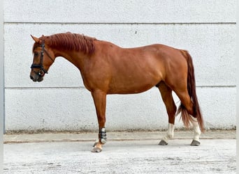 Belgijski koń gorącokrwisty, Wałach, 3 lat, 171 cm, Kasztanowata