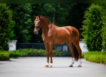 Belgijski koń gorącokrwisty, Wałach, 3 lat, 172 cm, Ciemnokasztanowata
