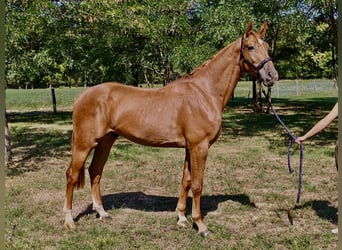 Belgijski koń gorącokrwisty, Wałach, 3 lat, 172 cm, Kasztanowata