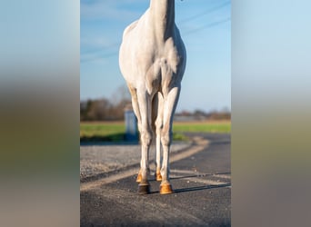 Belgijski koń gorącokrwisty, Wałach, 4 lat, 135 cm, Siwa