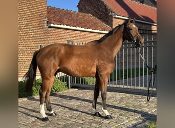 Belgijski koń gorącokrwisty, Wałach, 4 lat, 166 cm, Gniada