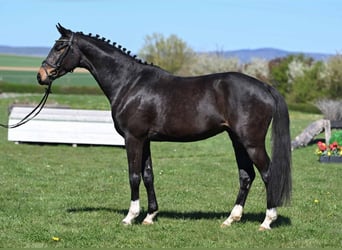 Belgijski koń gorącokrwisty, Wałach, 4 lat, 166 cm, Skarogniada