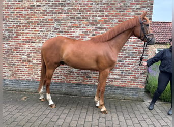 Belgijski koń gorącokrwisty, Wałach, 4 lat, 167 cm, Kasztanowata