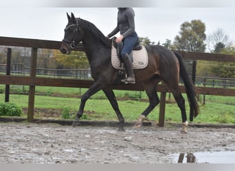 Belgijski koń gorącokrwisty, Wałach, 4 lat, 168 cm, Ciemnogniada