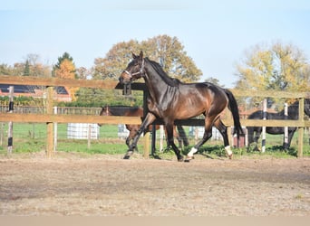 Belgijski koń gorącokrwisty, Wałach, 4 lat, 168 cm, Ciemnogniada
