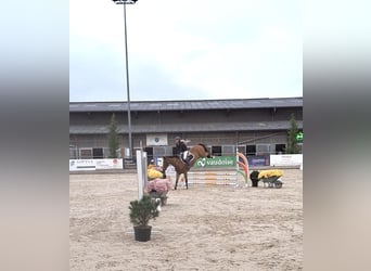 Belgijski koń gorącokrwisty, Wałach, 4 lat, 168 cm, Gniada