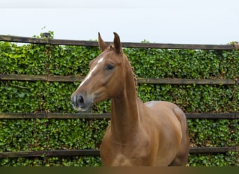 Belgijski koń gorącokrwisty, Wałach, 4 lat, 168 cm, Kasztanowata