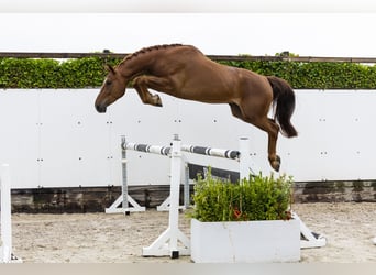 Belgijski koń gorącokrwisty, Wałach, 4 lat, 168 cm, Kasztanowata
