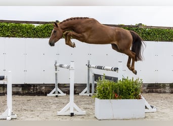 Belgijski koń gorącokrwisty, Wałach, 4 lat, 168 cm, Kasztanowata