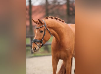 Belgijski koń gorącokrwisty, Wałach, 4 lat, 168 cm, Kasztanowata