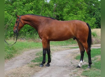 Belgijski koń gorącokrwisty, Wałach, 4 lat, 170 cm, Gniada