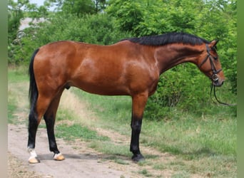 Belgijski koń gorącokrwisty, Wałach, 4 lat, 170 cm, Gniada