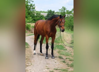 Belgijski koń gorącokrwisty, Wałach, 4 lat, 170 cm, Gniada