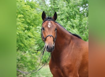 Belgijski koń gorącokrwisty, Wałach, 4 lat, 170 cm, Gniada
