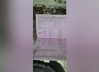 Belgijski koń gorącokrwisty, Wałach, 4 lat, 170 cm, Siwa jabłkowita