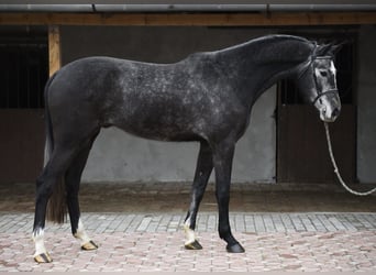 Belgijski koń gorącokrwisty, Wałach, 4 lat, 170 cm, Siwa jabłkowita