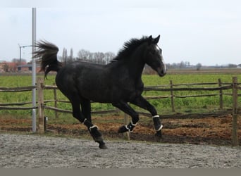 Belgijski koń gorącokrwisty, Wałach, 4 lat, 170 cm, Siwa