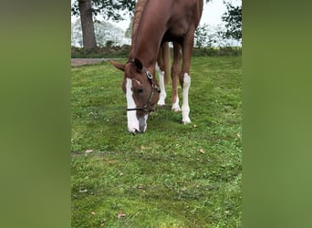 Belgijski koń gorącokrwisty, Wałach, 4 lat, 172 cm, Kasztanowata