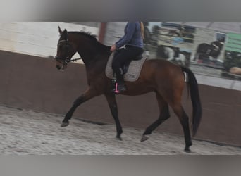 Belgijski koń gorącokrwisty, Wałach, 4 lat, 175 cm, Gniada