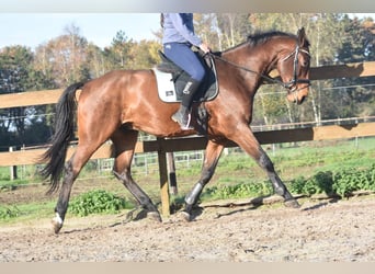 Belgijski koń gorącokrwisty, Wałach, 4 lat, 175 cm, Gniada