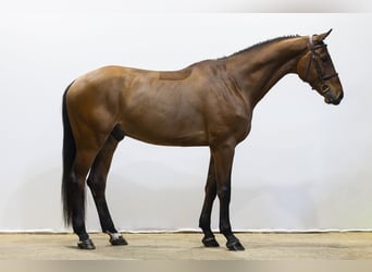 Belgijski koń gorącokrwisty, Wałach, 4 lat, 177 cm, Gniada