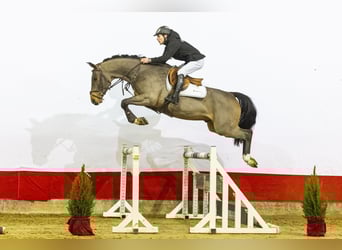 Belgijski koń gorącokrwisty, Wałach, 5 lat, 162 cm, Gniada