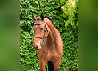 Belgijski koń gorącokrwisty, Wałach, 5 lat, 164 cm, Gniada
