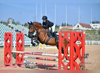 Belgijski koń gorącokrwisty, Wałach, 5 lat, 164 cm, Gniada