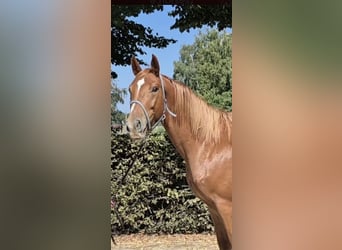 Belgijski koń gorącokrwisty, Wałach, 5 lat, 164 cm, Kasztanowata