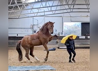 Belgijski koń gorącokrwisty, Wałach, 5 lat, 165 cm, Ciemnokasztanowata