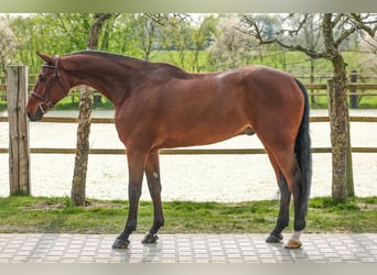 Belgijski koń gorącokrwisty, Wałach, 5 lat, 168 cm, Gniada