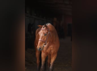 Belgijski koń gorącokrwisty, Wałach, 5 lat, 168 cm, Gniada