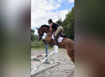 Belgijski koń gorącokrwisty, Wałach, 5 lat, 168 cm, Gniada