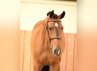 Belgijski koń gorącokrwisty, Wałach, 5 lat, 169 cm, Kara