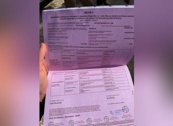 Belgijski koń gorącokrwisty, Wałach, 5 lat, 169 cm, Siwa