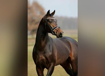 Belgijski koń gorącokrwisty, Wałach, 5 lat, 170 cm, Gniada