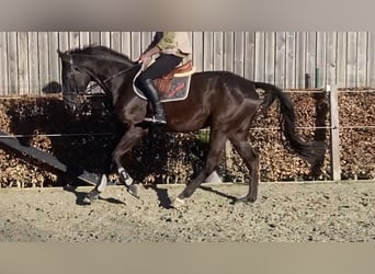 Belgijski koń gorącokrwisty, Wałach, 5 lat, 170 cm, Kara